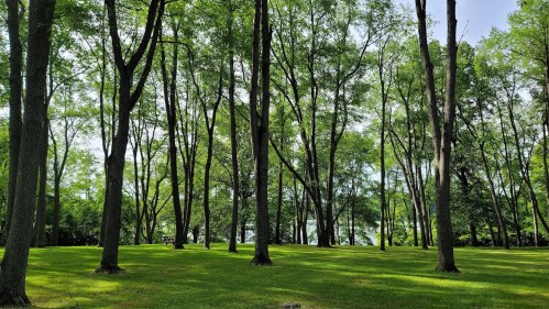 A lush green park with tall trees and a grassy area, creating a serene and peaceful outdoor setting.
