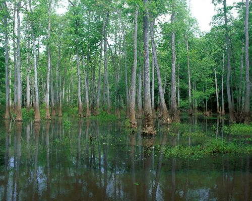 A serene swamp scene with tall trees reflecting in calm water, surrounded by lush greenery.