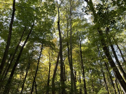A lush forest with tall trees and vibrant green leaves, illuminated by sunlight filtering through the canopy.