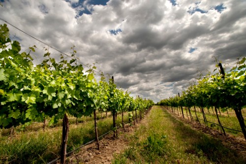 Lush green grapevines line a vineyard under a dramatic sky filled with clouds.