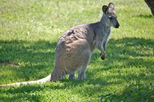 A kangaroo standing on grass, with its head turned slightly, in a sunny outdoor setting.