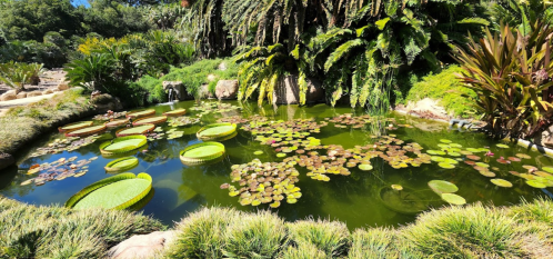 A serene pond surrounded by lush greenery, featuring large lily pads and colorful water lilies.