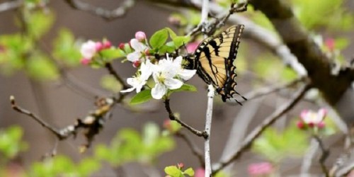 A butterfly perched on a blooming flower branch, surrounded by green leaves and pink blossoms.
