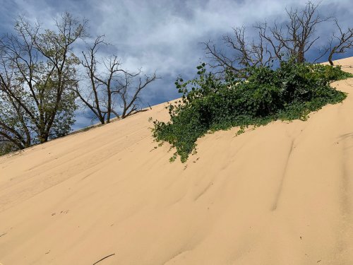 A sandy dune with sparse vegetation and bare trees under a cloudy sky.