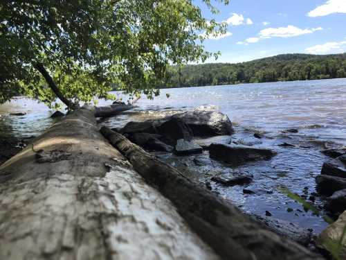 A serene riverside scene with a fallen log, rocks, and lush greenery under a clear blue sky.