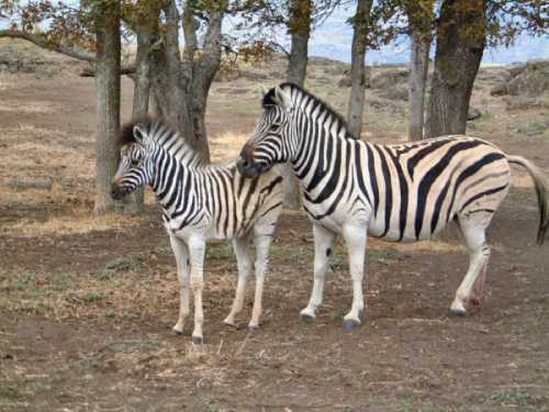 A mother zebra stands beside her young foal in a grassy area with trees in the background.