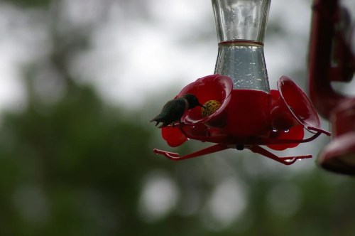 A hummingbird feeding from a red nectar feeder, with a blurred green background.