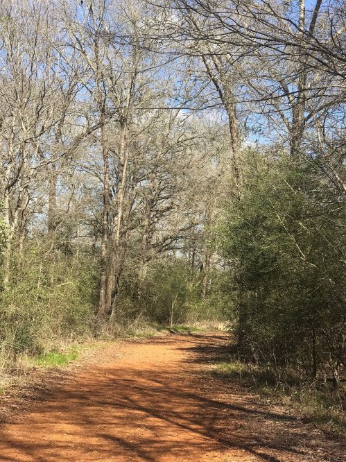 A dirt path winding through a wooded area with bare trees and green shrubs under a clear blue sky.