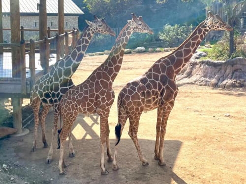 Three giraffes stand together in a zoo, showcasing their distinctive patterns against a natural backdrop.