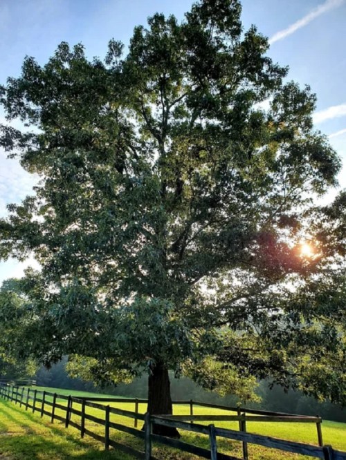 A large tree with lush green leaves stands beside a wooden fence, illuminated by sunlight in a serene landscape.