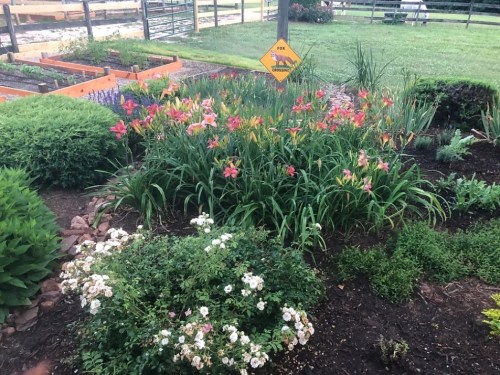 A vibrant flower garden with colorful lilies and shrubs, surrounded by greenery and a caution sign in the background.