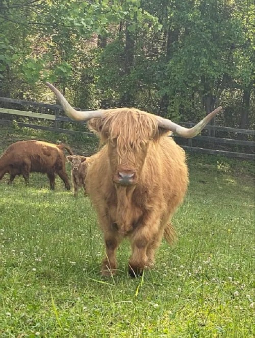 A shaggy Highland cow with long horns stands in a grassy field, surrounded by trees and other cattle in the background.