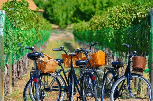 Bicycles with baskets parked in a lush vineyard, surrounded by green grapevines under a clear blue sky.