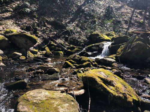A serene stream flows over moss-covered rocks in a lush, green forest setting. Sunlight filters through the trees.