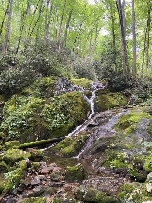 A serene forest scene featuring a small waterfall cascading over moss-covered rocks, surrounded by lush green trees.