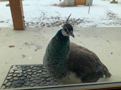 A peacock stands on a porch mat, looking through a glass door, with snow in the background.