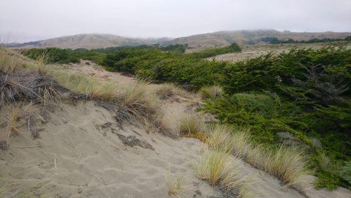 A sandy dune with tall grass, leading to a lush green area and rolling hills under a cloudy sky.