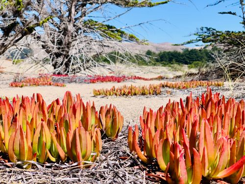A landscape featuring vibrant red and green succulent plants in a sandy area, with a tree and distant hills in the background.