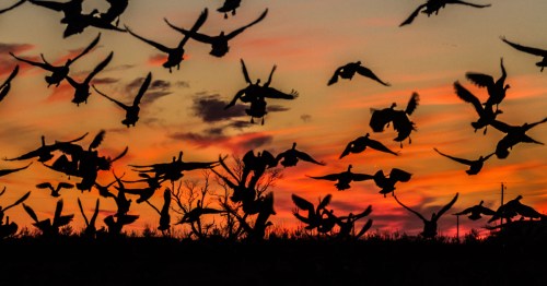 silhouettes of birds in flight at bombau hook national wildlife refuge in delaware