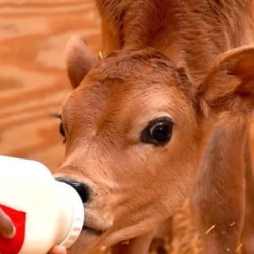 A close-up of a calf drinking from a bottle, with a wooden background.
