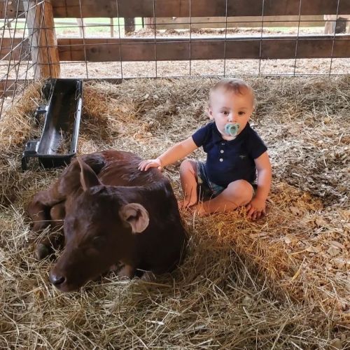 A toddler sits on straw next to a calf in a barn, both looking relaxed and comfortable in their surroundings.