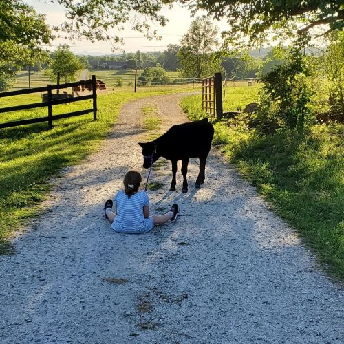 A child sits on a gravel path, holding a leash attached to a cow, surrounded by greenery and a peaceful landscape.