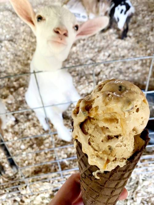 A hand holds an ice cream cone while a curious goat looks on in the background.