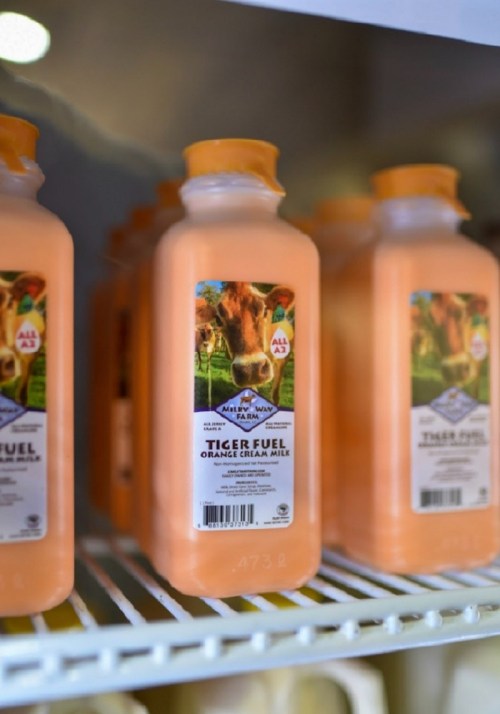 Bottles of orange cream milk labeled "Tiger Fuel" on a shelf in a refrigerator.