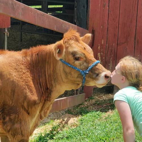 A girl leans in to kiss a friendly brown cow in a grassy area on a farm.