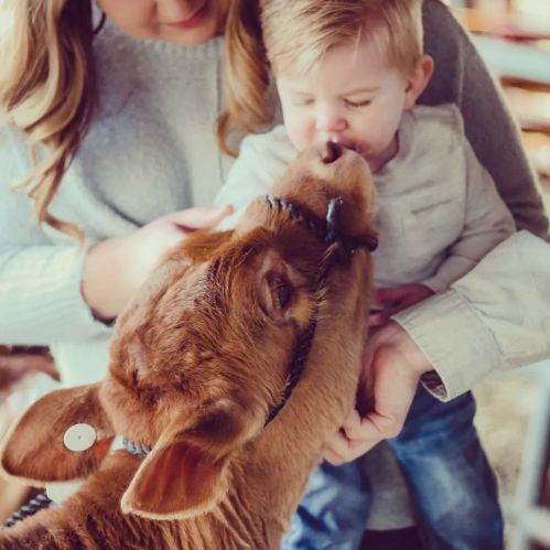 A child interacts with a calf while being held by an adult in a barn setting.