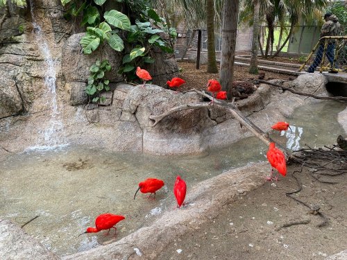 A group of bright red ibis wading in shallow water near a rocky area with greenery and a small waterfall.