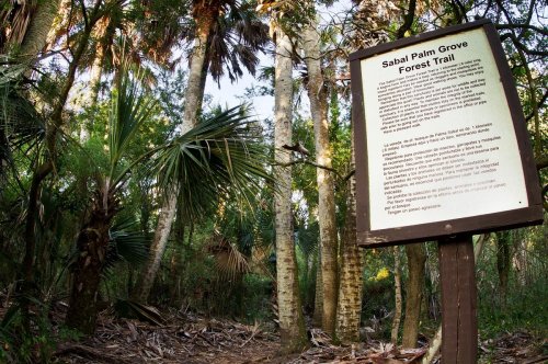 Sign for Sabal Palm Grove Forest Trail surrounded by lush greenery and palm trees in a dense forest setting.