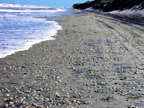 A sandy beach with scattered seashells, gentle waves lapping at the shore under a clear blue sky.