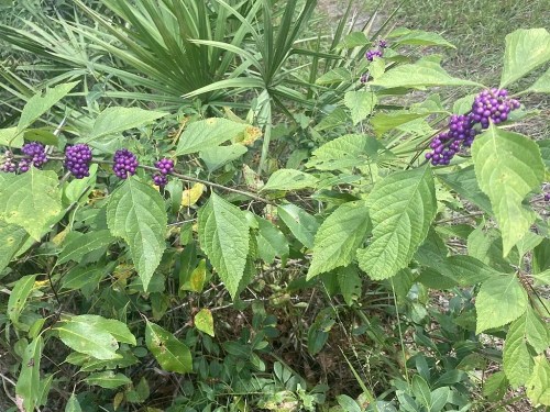 A cluster of purple berries growing among green leaves in a natural setting.