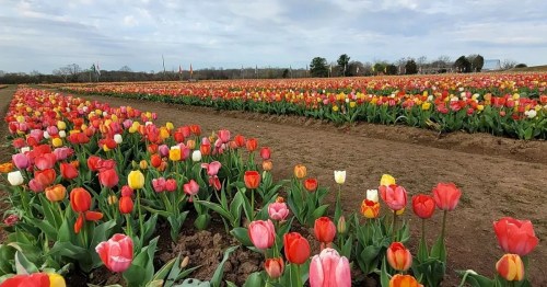 A vibrant field of blooming tulips in various colors, stretching across the landscape under a cloudy sky.