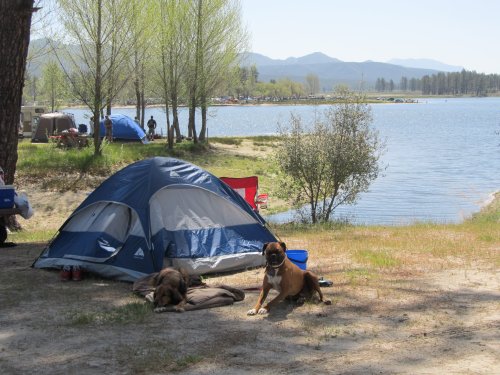 A camping scene by a lake with a blue tent, two dogs resting, and trees in the background under a clear sky.
