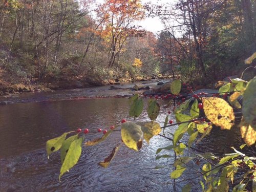 A serene river flows through a forest, framed by colorful autumn leaves and berries.