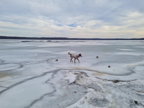 A dog walks across a frozen lake with a cloudy sky in the background. Ice and snow cover the ground.