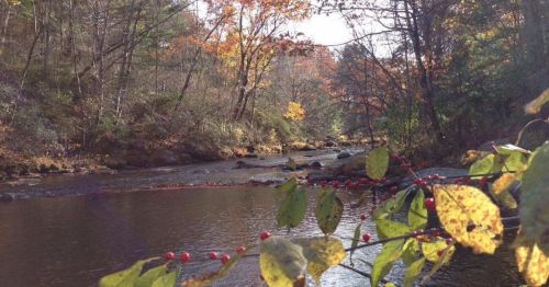 A serene river flows through a forest with autumn foliage and red berries in the foreground.