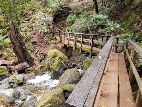 A wooden bridge crosses a small stream in a lush, green forest with moss-covered rocks and trees.