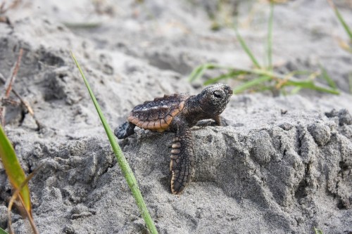 A small sea turtle hatchling crawls over sandy terrain, surrounded by grass and natural beach elements.
