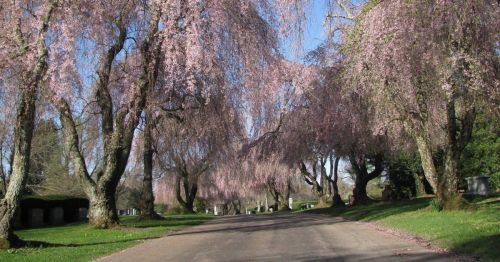 A serene pathway lined with blooming pink cherry blossom trees under a clear blue sky.