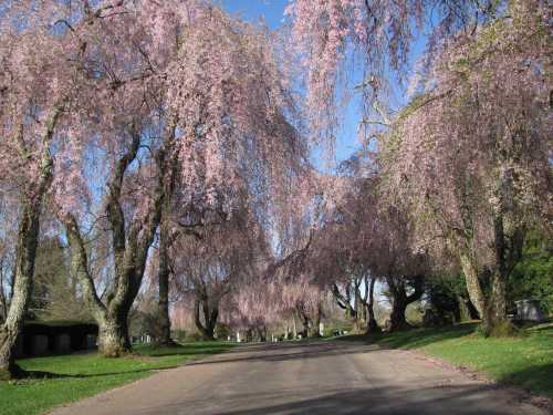 A serene pathway lined with blooming pink cherry blossom trees under a clear blue sky.