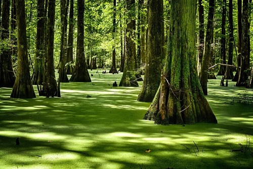 Lush green swamp with cypress trees rising from a thick layer of green algae, dappled sunlight filtering through the leaves.