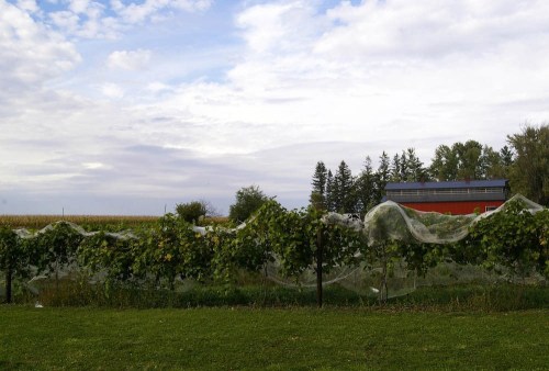 A vineyard with grapevines covered in netting, set against a cloudy sky and a red barn in the background.