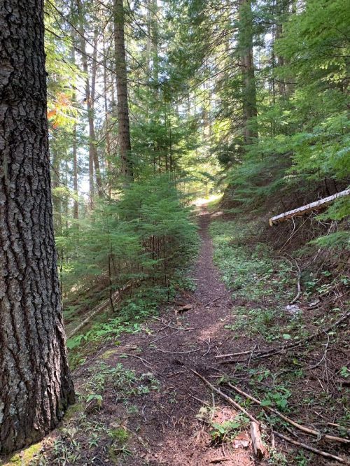 A narrow dirt path winds through a lush green forest, surrounded by tall trees and dappled sunlight.