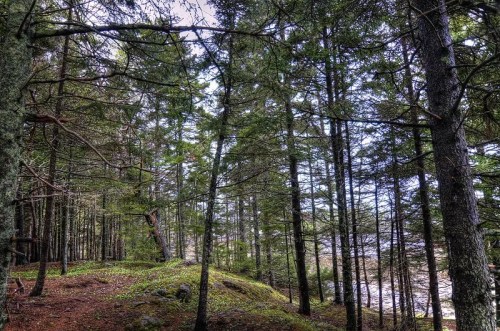 A dense forest with tall trees and a carpet of green foliage on the ground, creating a serene natural atmosphere.