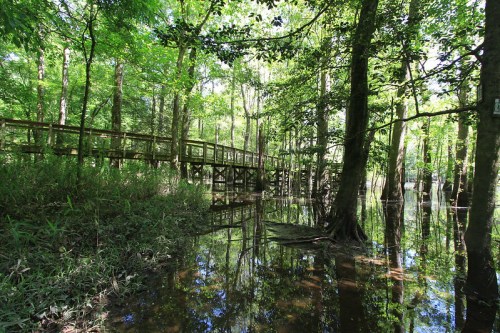 A serene forest scene with a wooden walkway over still water, surrounded by lush green trees and reflections in the water.