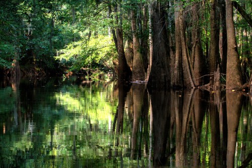 A serene swamp scene with tall trees reflecting in calm water, surrounded by lush greenery and dappled sunlight.