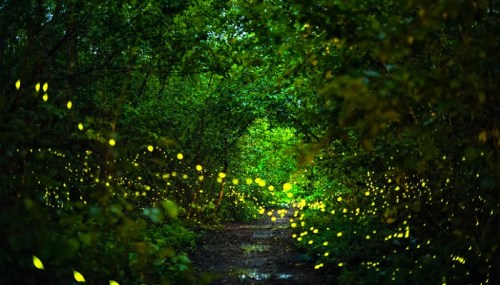 A lush green forest path illuminated by glowing fireflies, creating a magical, enchanting atmosphere.